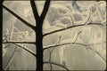 151054 Iced Branches A4 Photo Print