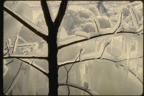 151054 Iced Branches A4 Photo Print