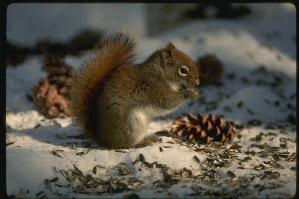 151060 Red Squirrel Feeding A4 Photo Print