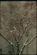 151072 Apple Tree In Snowstorm A4 Photo Print
