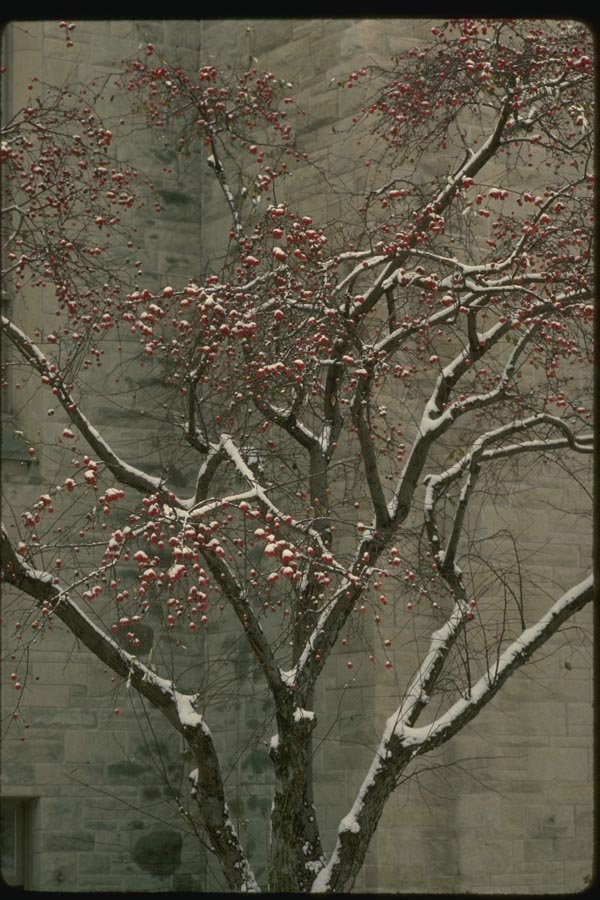 151072 Apple Tree In Snowstorm A4 Photo Print