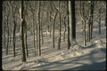 151077 Mt. Royal A4 Photo Print