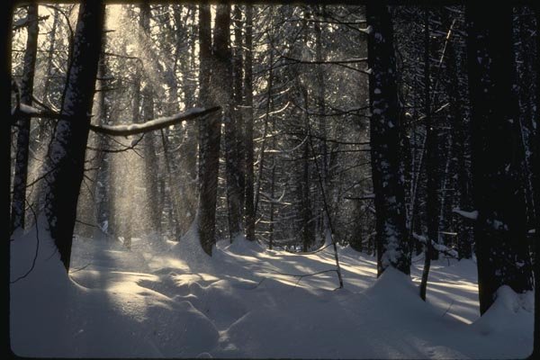 151080 Blowing Snow In Woods A4 Photo Print