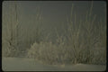 151081 Hoarfrost, Nun's Island A4 Photo Print