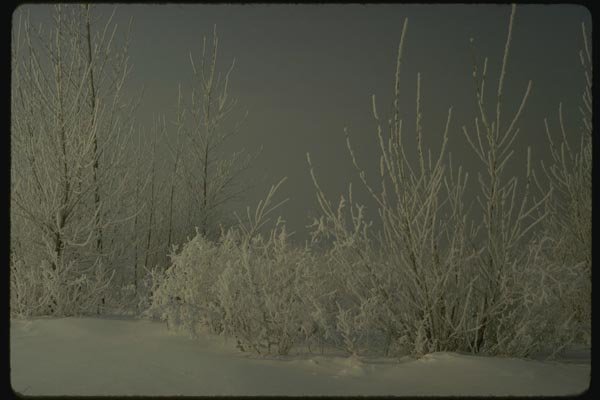 151081 Hoarfrost, Nun's Island A4 Photo Print