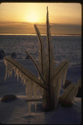 151082 Iced Branches A4 Photo Print