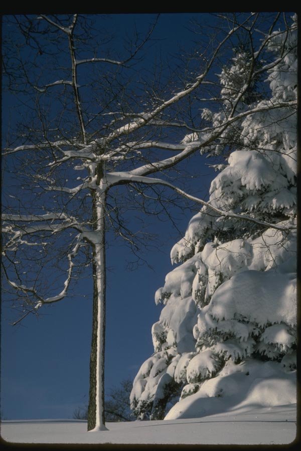 151083 Mt. Royal After Snowstorm A4 Photo Print