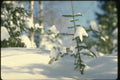 151085 Fresh Snow On Tiny Pine Tree A4 Photo Print