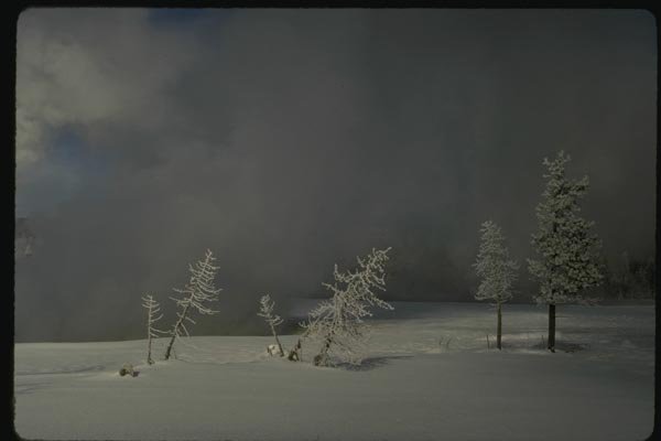 151088 Hoarfrosted Trees A4 Photo Print