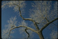 151090 Hoarfrosted Tree Against Blue Sky A4 Photo Print