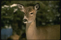 151098 Snowy nosed Deer A4 Photo Print