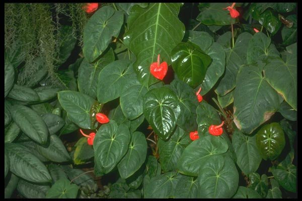 152000 Anthurium Ferriense A4 Photo Print