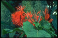 152001 Aphelandra Tetragona A4 Photo Print
