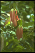 152002 Cinnamonum Zeylancicum A4 Photo Print
