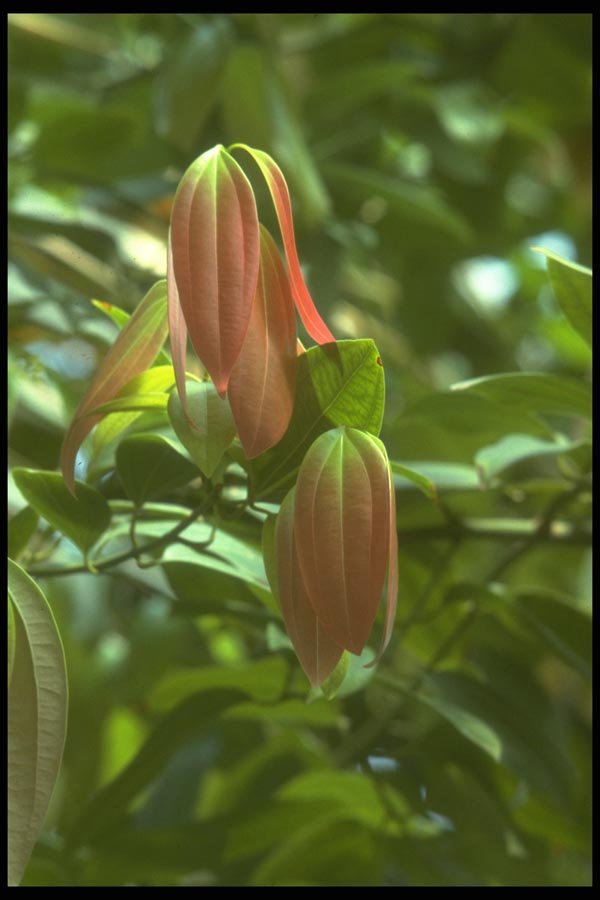 152002 Cinnamonum Zeylancicum A4 Photo Print