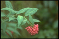 152003 Cestrum Elegans A4 Photo Print