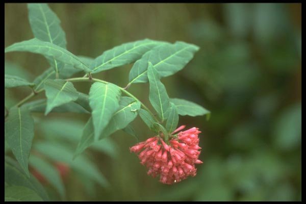 152003 Cestrum Elegans A4 Photo Print