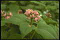152004 Amphiblemma Cymosum A4 Photo Print