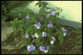 152005 Brunfelsia Pauciflora Eximia (Yesterday, Today & Tomorrow) A4 Photo Print