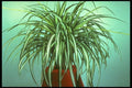 152006 Chlorophytum Comosum Vittatum (Spider Ivy) A4 Photo Print
