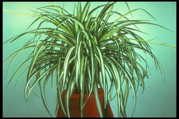 152006 Chlorophytum Comosum Vittatum (Spider Ivy) A4 Photo Print
