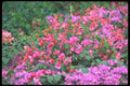 152007 Bougainvillea, Paper Flower A4 Photo Print