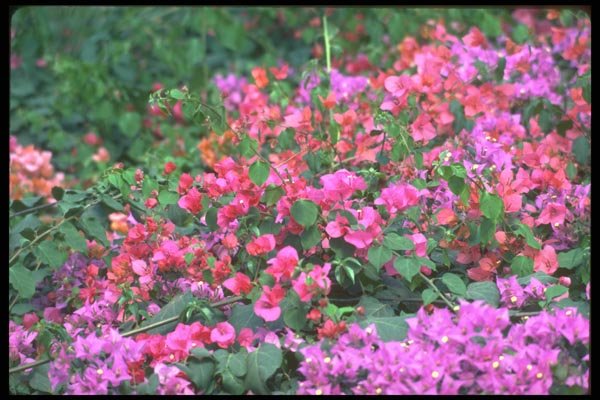 152007 Bougainvillea, Paper Flower A4 Photo Print