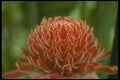 152008 Nicolaia Elatior, Torch Ginger A4 Photo Print