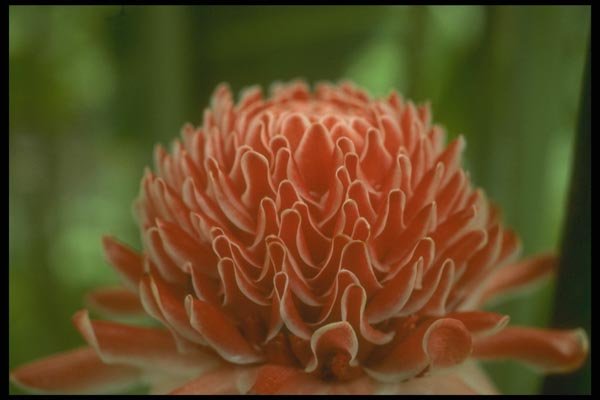 152008 Nicolaia Elatior, Torch Ginger A4 Photo Print