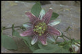 152009 Passiflora Caerulea (Blue Passionflower) A4 Photo Print