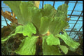 152010 Platycerium Angolence (Elephant's Ear Fern) A4 Photo Print