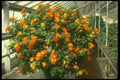 152011 Lantana Camara (Yellow Sage) A4 Photo Print