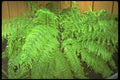 152012 Asplenium Bulbiferum (Mother Spleenwort) A4 Photo Print
