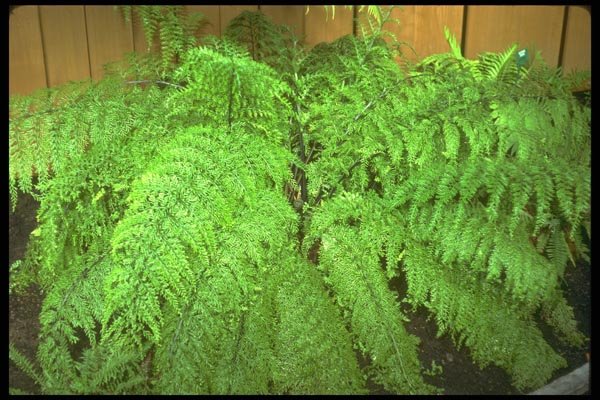 152012 Asplenium Bulbiferum (Mother Spleenwort) A4 Photo Print