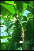 152013 Bananiers (Banana) A4 Photo Print