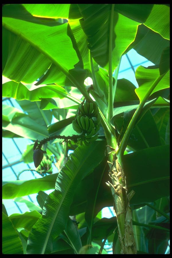 152013 Bananiers (Banana) A4 Photo Print