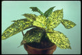 152014 Aucuba Japonica Variegata (Gold Dust Tree) A4 Photo Print