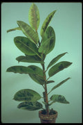 152015 Ficus Elastica Decora Schryvereana (Rubber Plant) A4 Photo Print