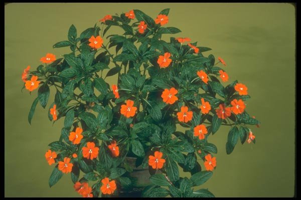 152016 Impatiens, Orange Glow  A4 Photo Print