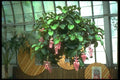 152017 Medinilla Magnifica A4 Photo Print