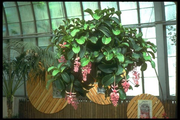 152017 Medinilla Magnifica A4 Photo Print