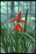 152018 Sprekelia Formosissima (Jacobean Lily) A4 Photo Print