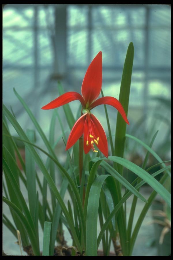 152018 Sprekelia Formosissima (Jacobean Lily) A4 Photo Print