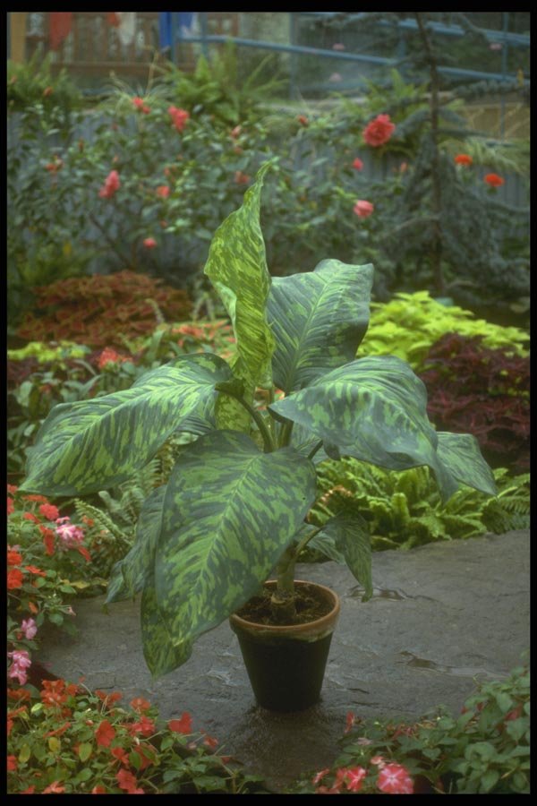 152019 Dieffenbachia X Memoria Corsil A4 Photo Print
