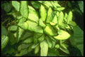 152020 Dieffenbachia Marianne  A4 Photo Print