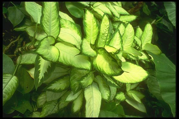 152020 Dieffenbachia Marianne  A4 Photo Print