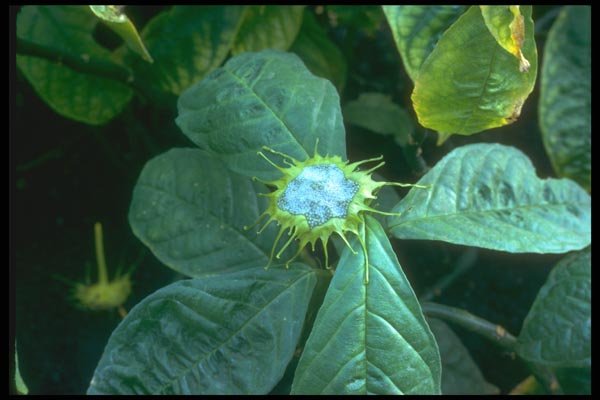 152021 Dorstenia Yambuyaensis A4 Photo Print