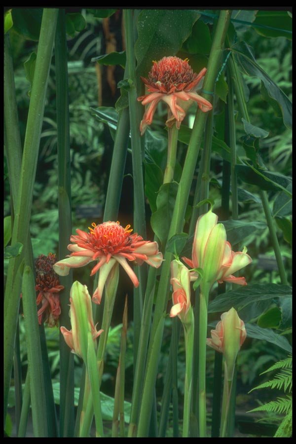 152022 Etlingera Eliatior (Torch Ginger) A4 Photo Print
