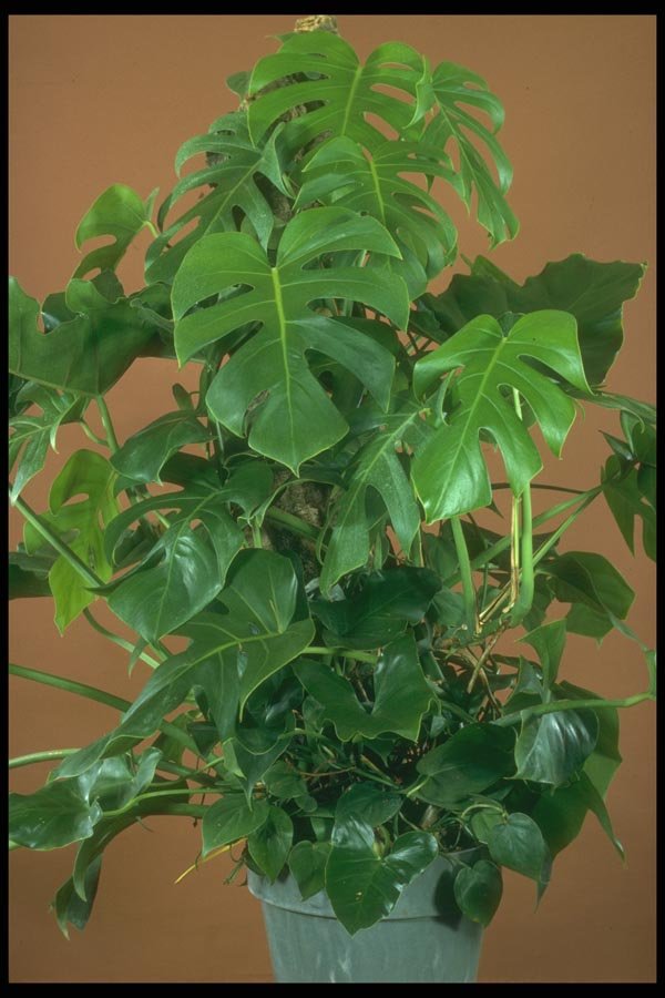 152024 Monstera Deliciosa A4 Photo Print