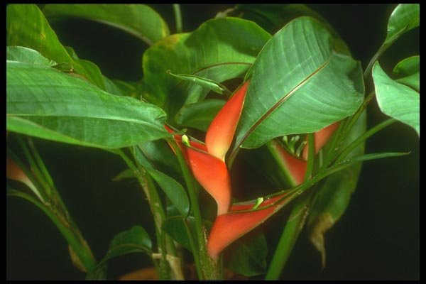 152025 Heliconia Psittacorum (Parrot's Plantain) A4 Photo Print